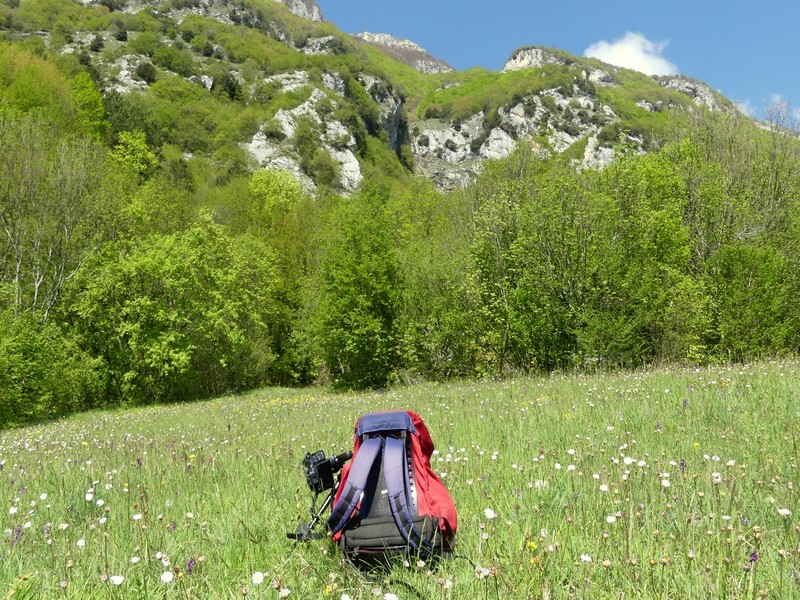 Prima fioritura di orchidee a Palena nel Parco Nazionale della Majella - maggio 2022.